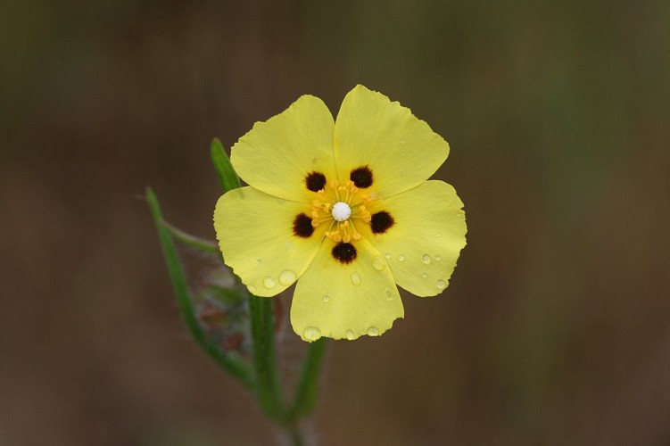 Ces petites plantes au milieu du chemin