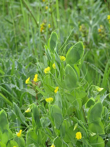 Quelques espèces des lisières de boisement