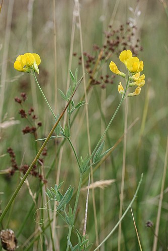 Quelques espèces des lisières de boisement