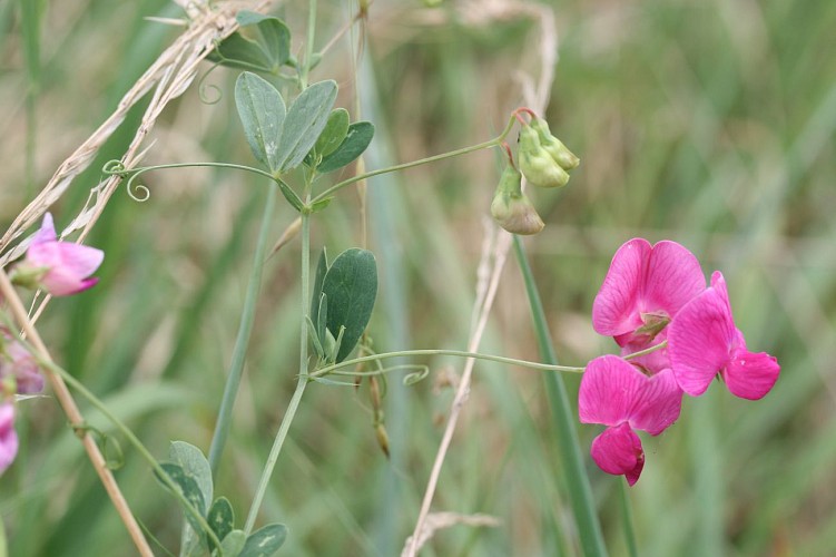 Quelques espèces des lisières de boisement