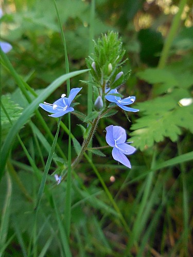 Quelques espèces des lisières de boisement