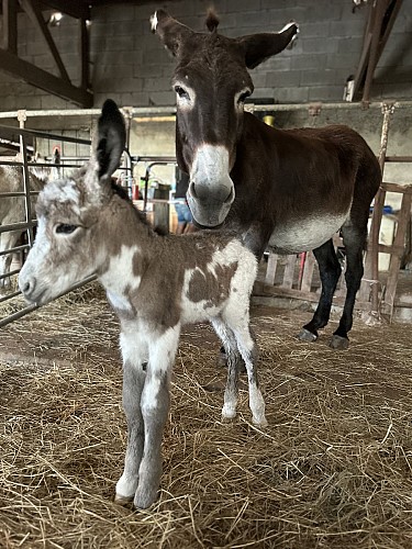 Asinerie-de-la-vallee