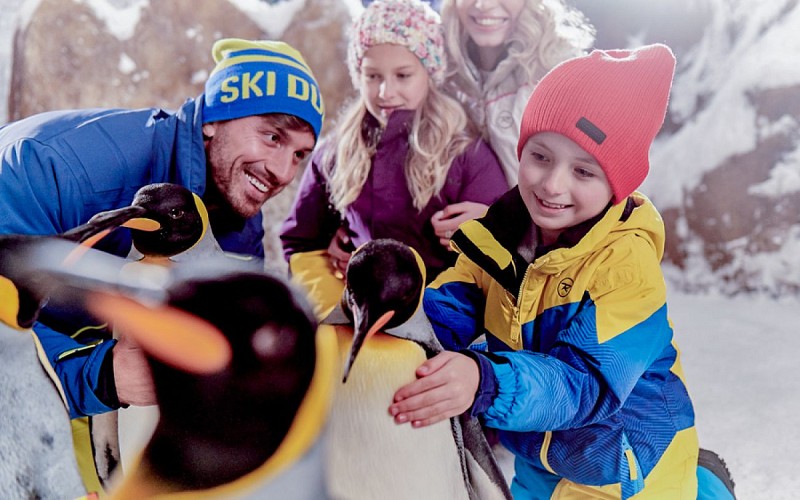 Ski Dubai Penguin Encounter