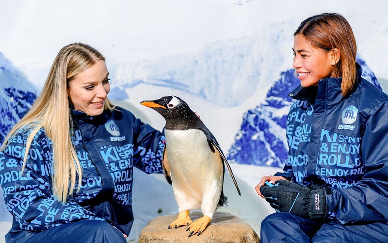 Ski Dubai Penguin Encounter