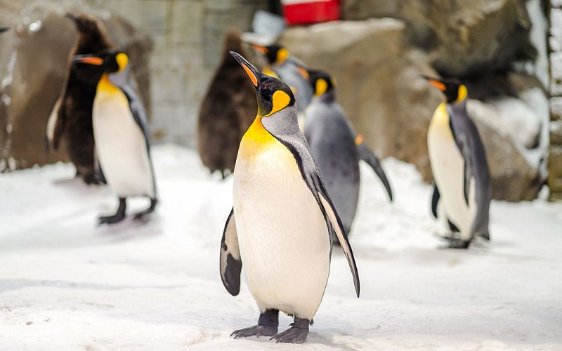 Ski Dubai Penguin Encounter