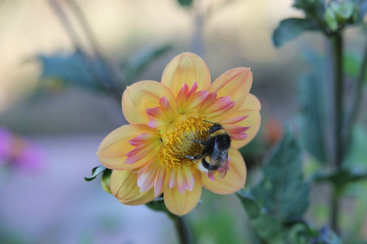 Le Pot'aux fleurs