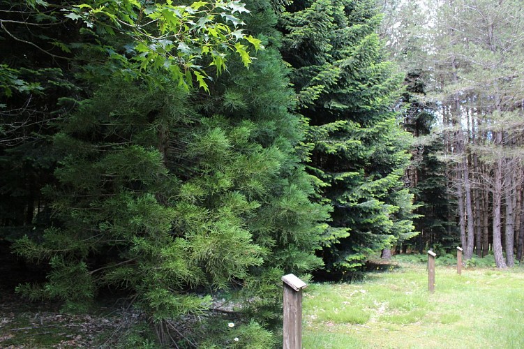 Menhir et arboretum du bois des Brosses