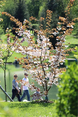 National collection of Asian cherry blossoms