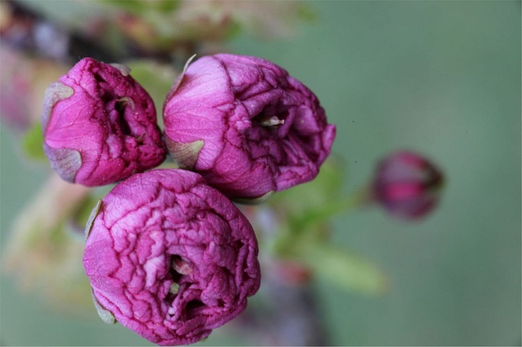 National collection of Asian cherry blossoms