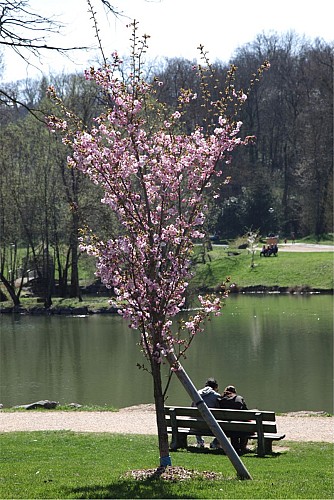 National collection of Asian cherry blossoms