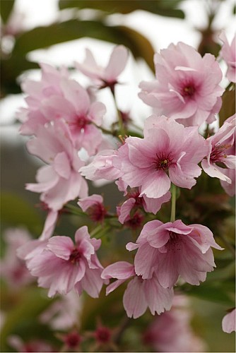 National collection of Asian cherry blossoms
