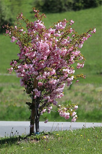 National collection of Asian cherry blossoms