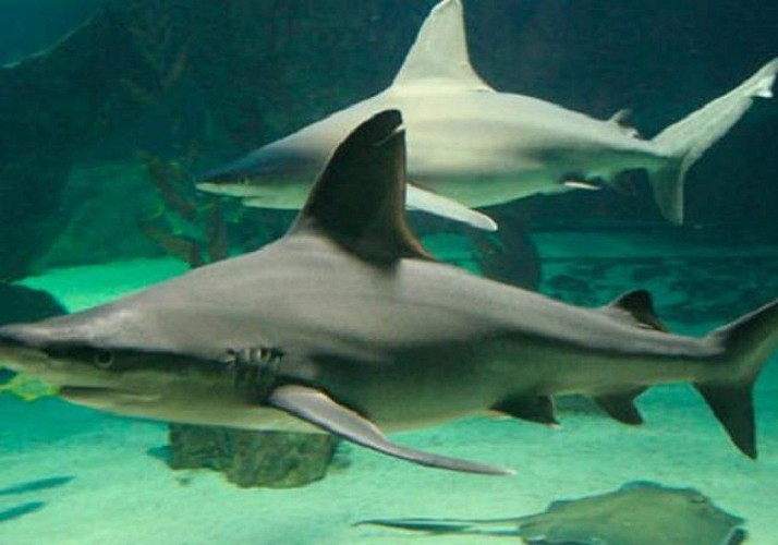 Madrid Zoo-Aquarium Ticket