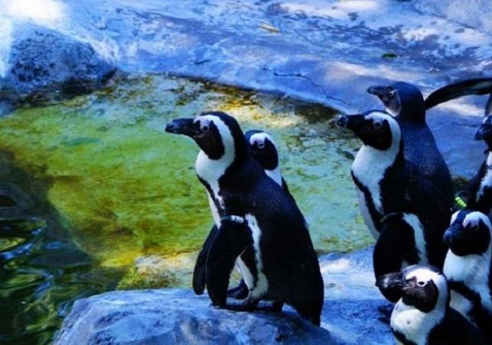 Madrid Zoo-Aquarium Ticket