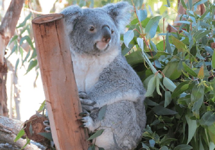 Madrid Zoo-Aquarium Ticket