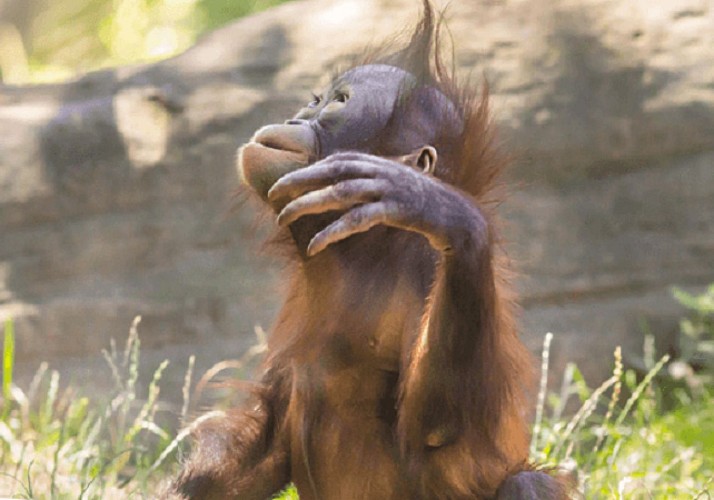 Madrid Zoo-Aquarium Ticket