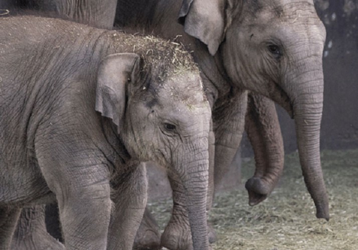 Madrid Zoo-Aquarium Ticket