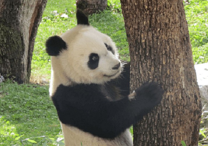 Billet Zoo-Aquarium de Madrid