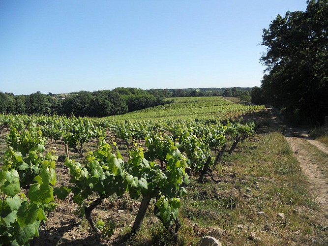 DOMAINE DE LA PAPINIERE