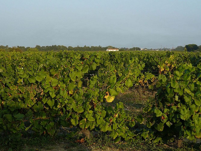 DOMAINE DE LA PAPINIERE