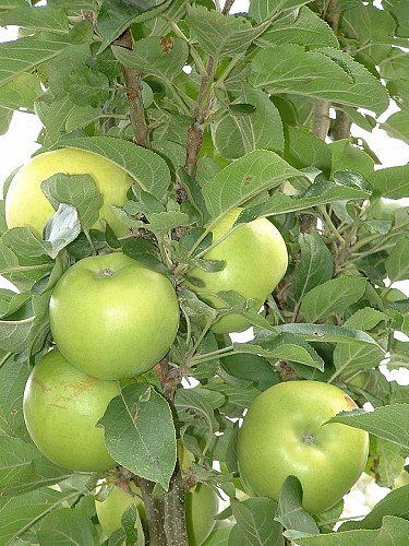 Les Vergers du Pontonnet