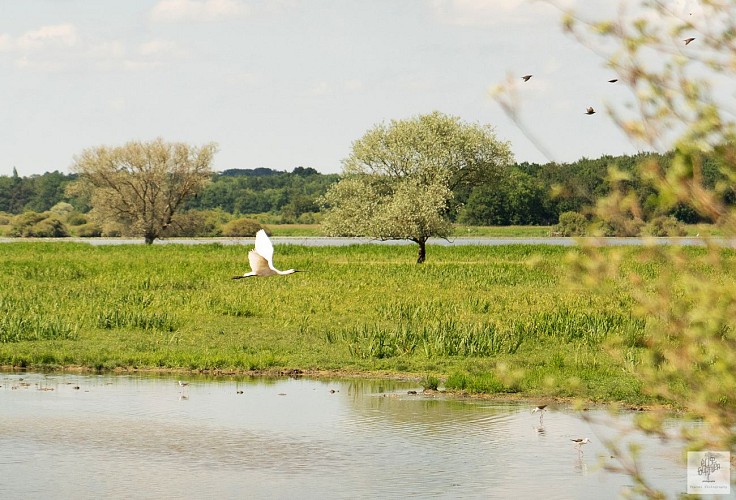 OBSERVATOIRE ORNITHOLOGIQUE DU LAC DE GRAND-LIEU