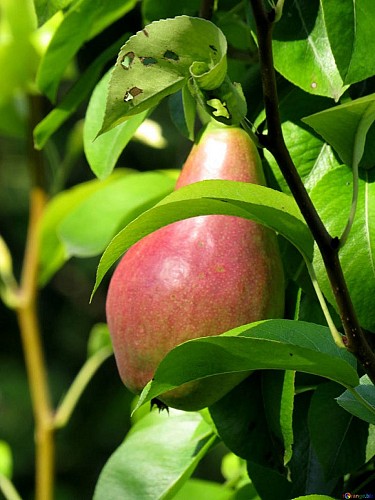 Les Vergers de La Chenillère