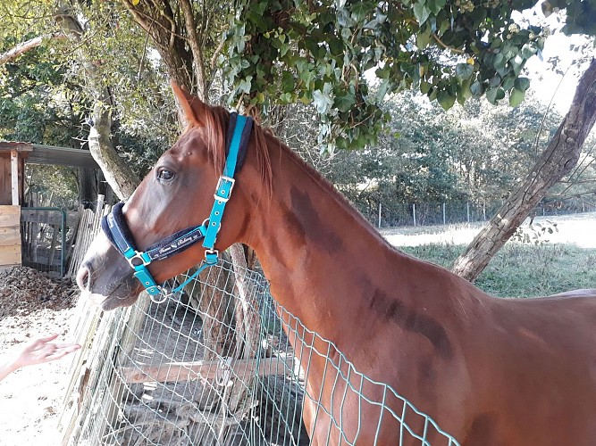 Les Ptites Maisons dans la Prairie