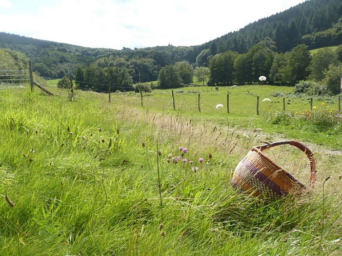 vue face chalet campanule morvan chalaux