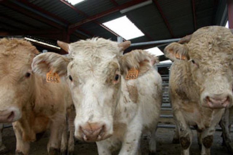 Marche-cadran-Corbigny