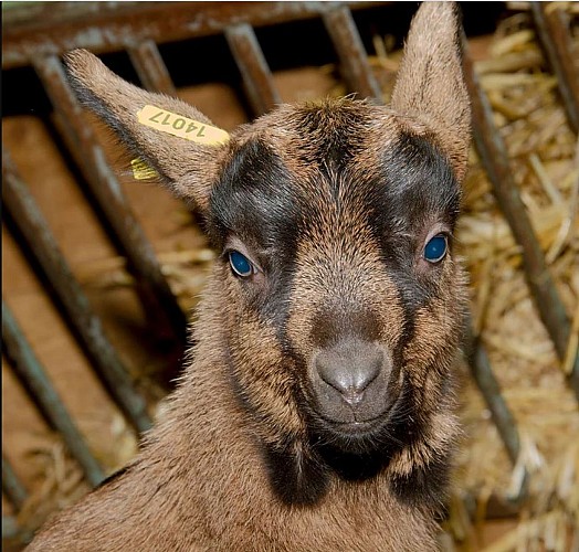Chèvrerie de Cheugny