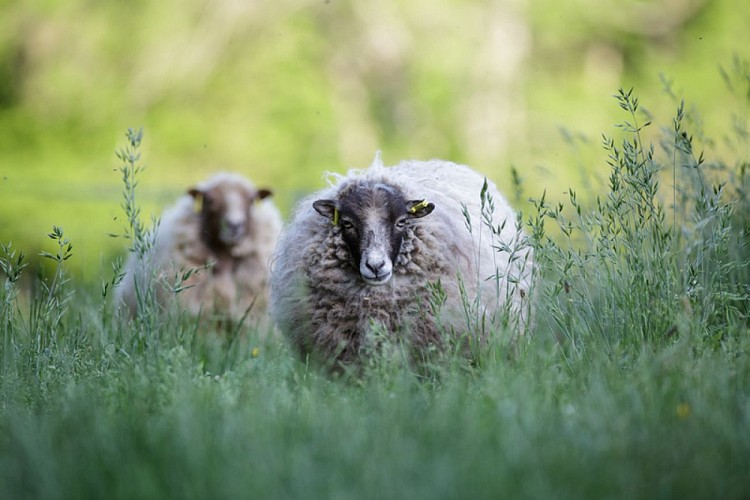 Les moutons