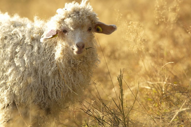 Chèvre angora