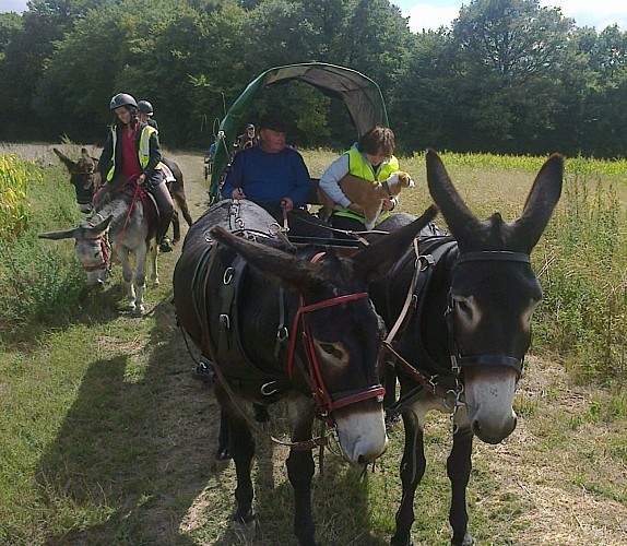 Asinerie Haras du Magny - La Fermeté