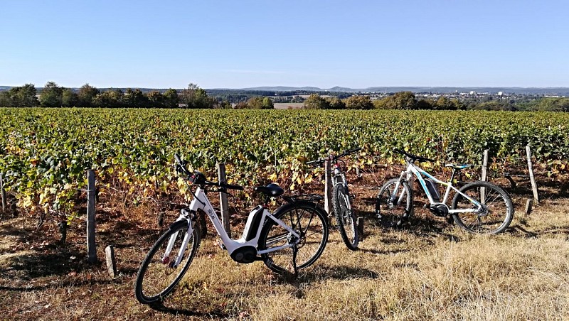 Promenade à vélo dans les vignes