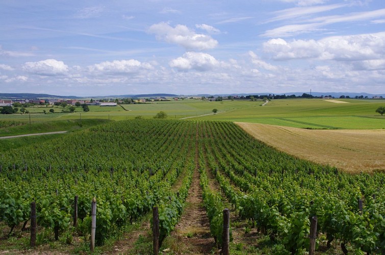 Vignes tannay 4