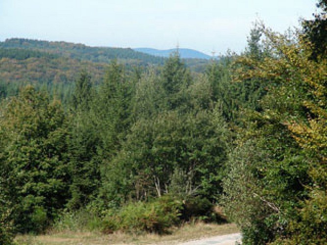 Forêt de Breuil-Chenue