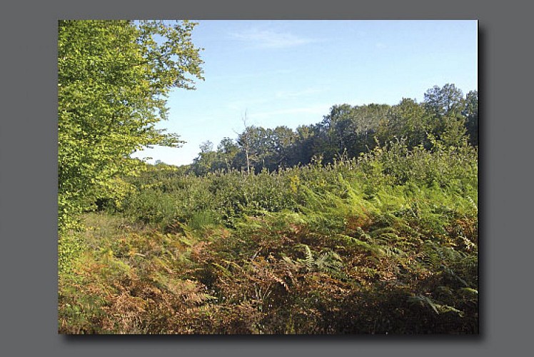 Forêt de Guérigny