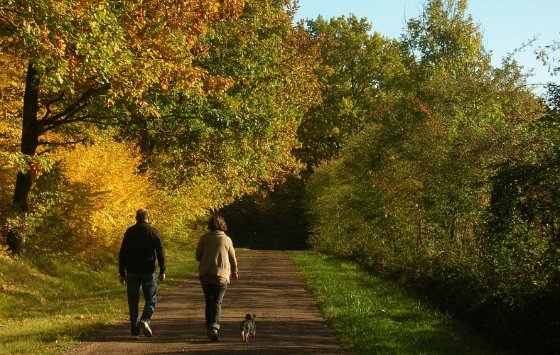 Forêt des Bertranges