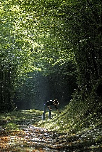 foret des Bertranges - Droit Ch Goupi