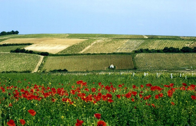 Vignoble de Pouilly-sur-Loire