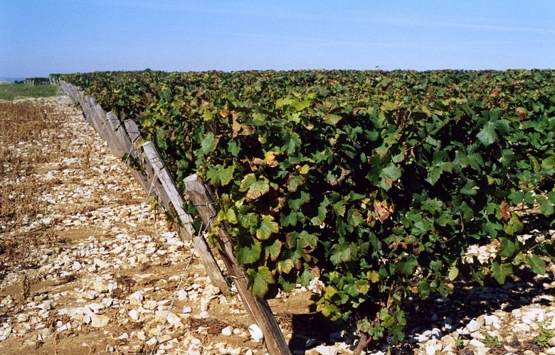 Vignoble de Pouilly-sur-Loire