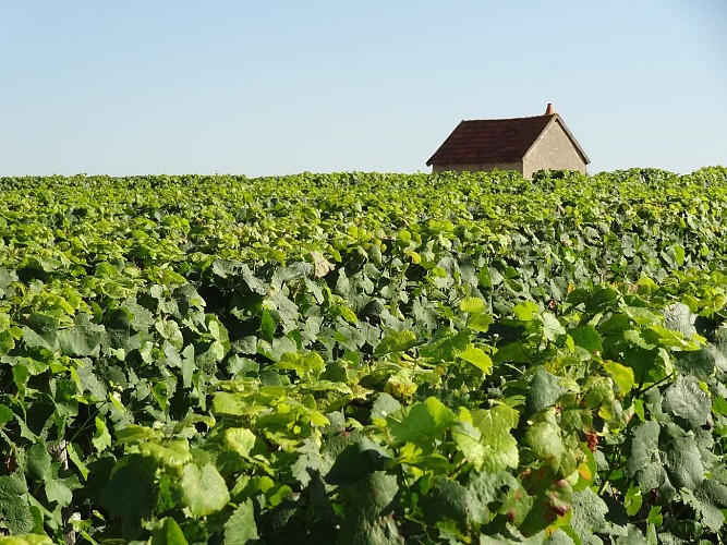 Vignes-saint-pere-OTLN--9-