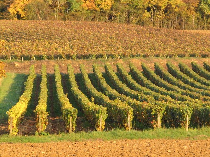 Vignoble des Côtes de La Charité