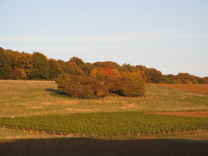 Vignoble des Côtes de La Charité