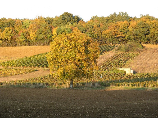 Vignoble des Côtes de La Charité