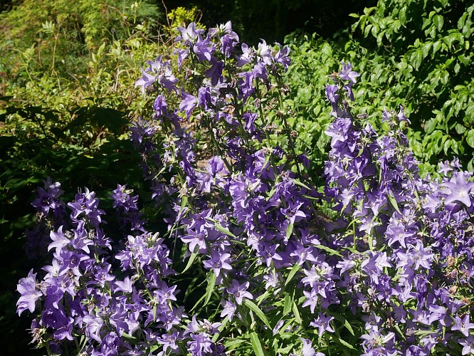 Arboretum Feuilles Fleuries 