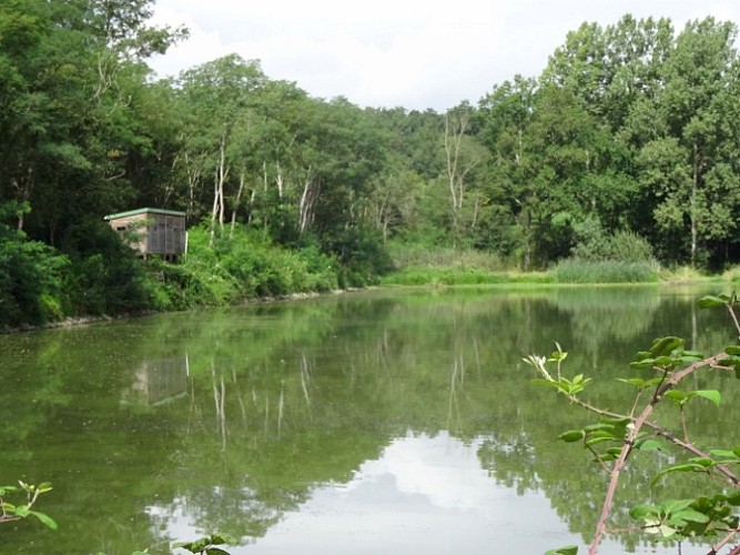 L'étang de Marvy à Neuvy-sur-Loire