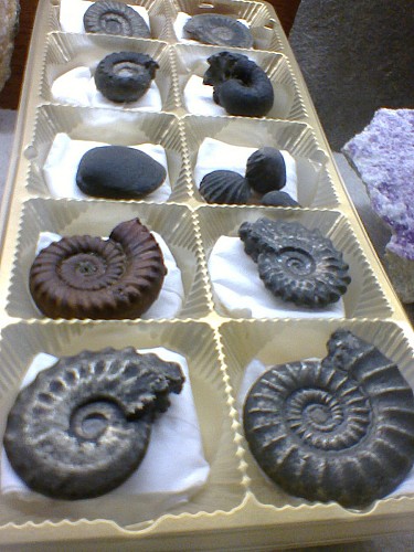 Ammonite pyritée (Nièvre)