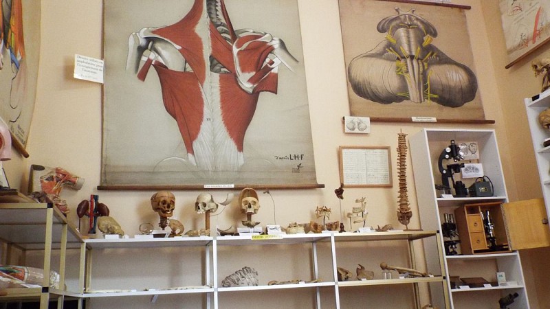 Musée de la Chirurgie